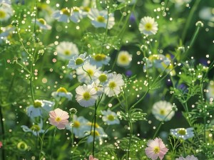 野花视频在线观看免费观看—野花视频在线观看免费观看，畅享高清画质，无广告骚扰