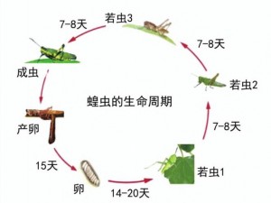 精力蚱蜢捕捉指南：探寻最佳抓捕地点与时间策略