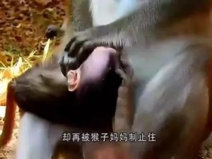 两人生猴子视频素材—两人生猴子视频素材：探索奇妙的生殖奥秘