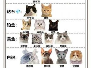 猫猫战力大比拼：揭示终极排行榜前十强之战斗力量全面解析