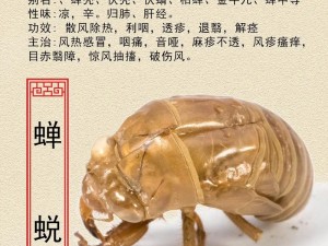 一方灵田蝉蜕入药任务心得：蝉蜕的获取与药用价值探索