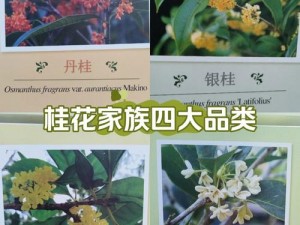 大壮和桂花的关系、大壮和桂花是从小一起长大的青梅竹马