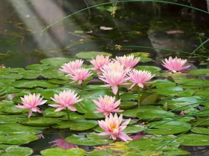 女性半夜莲花开放的治疗-女性半夜莲花开放是一种性生理现象，无需治疗