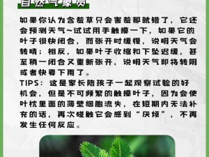 含羞草国产成人精品视频APP;含羞草国产成人精品视频 APP：探索私密领域的极致体验