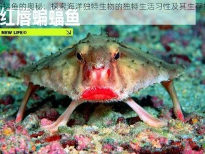 蝙蝠鱼的奥秘：探索海洋独特生物的独特生活习性及其生存挑战