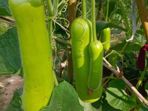 秋葵草莓丝瓜黄瓜榴莲大全污污【秋葵草莓丝瓜黄瓜榴莲大全污污：两性私密生活指南】