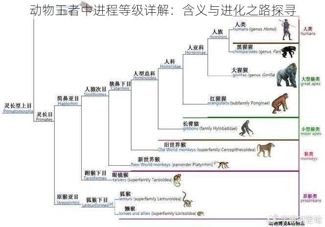 动物王者中进程等级详解：含义与进化之路探寻