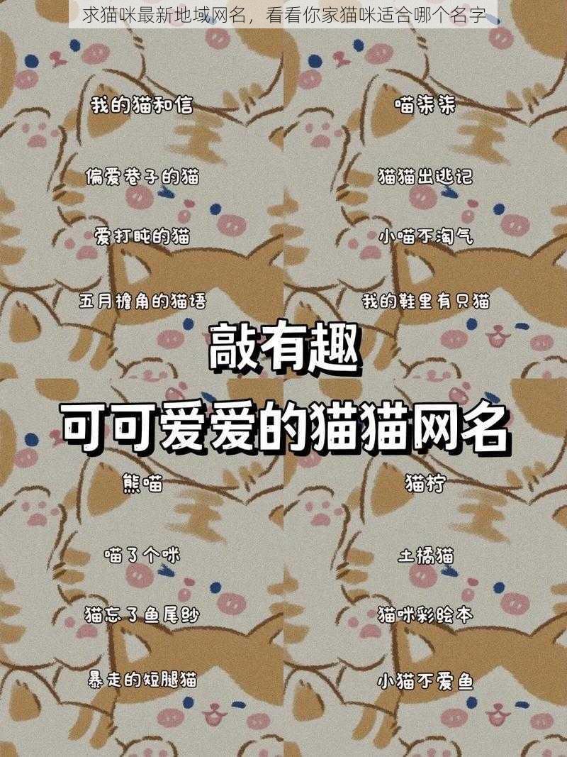 求猫咪最新地域网名，看看你家猫咪适合哪个名字