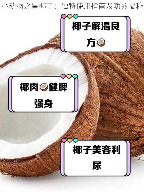 小动物之星椰子：独特使用指南及功效揭秘