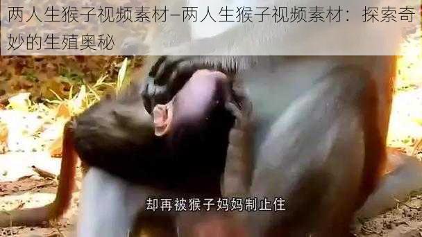 两人生猴子视频素材—两人生猴子视频素材：探索奇妙的生殖奥秘