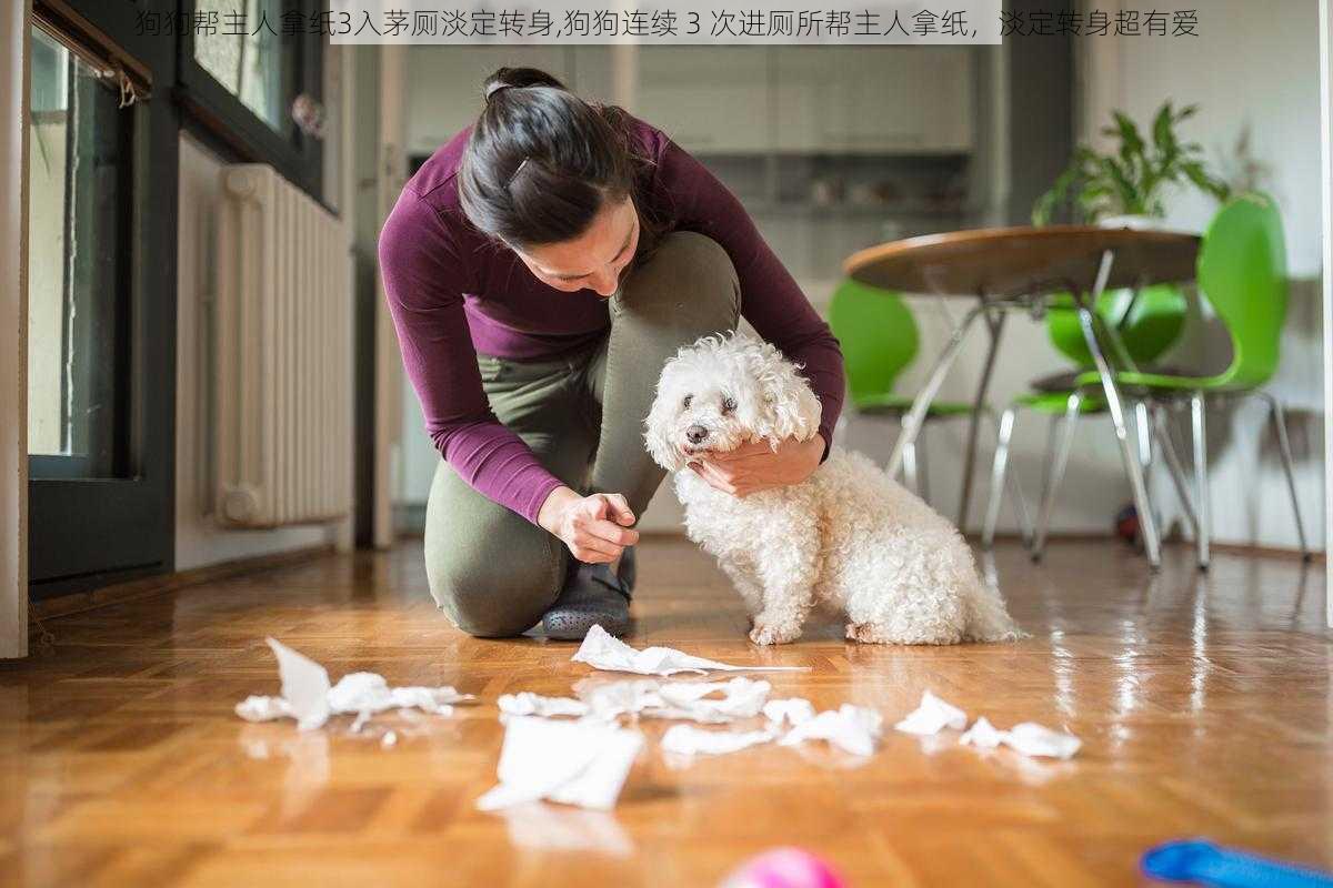 狗狗帮主人拿纸3入茅厕淡定转身,狗狗连续 3 次进厕所帮主人拿纸，淡定转身超有爱