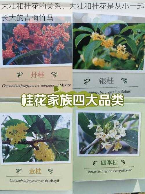 大壮和桂花的关系、大壮和桂花是从小一起长大的青梅竹马