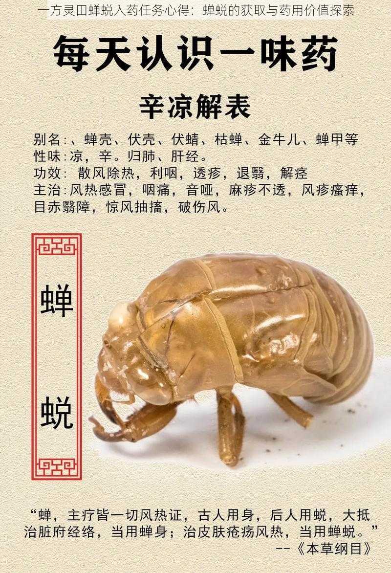 一方灵田蝉蜕入药任务心得：蝉蜕的获取与药用价值探索