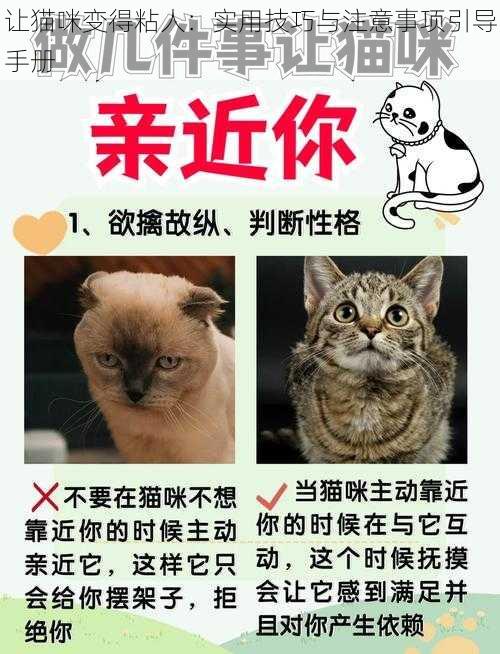 让猫咪变得粘人：实用技巧与注意事项引导手册