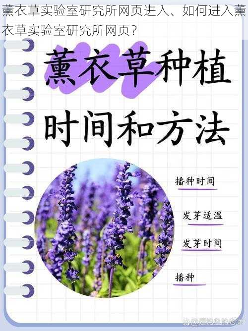 薰衣草实验室研究所网页进入、如何进入薰衣草实验室研究所网页？