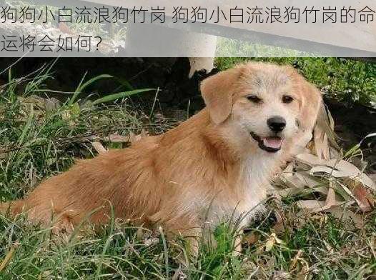 狗狗小白流浪狗竹岗 狗狗小白流浪狗竹岗的命运将会如何？