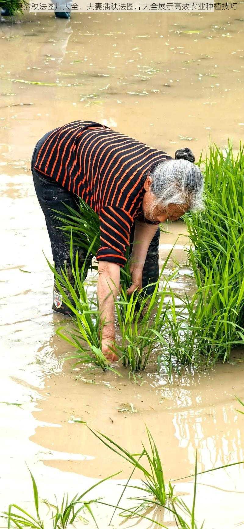 夫妻插秧法图片大全、夫妻插秧法图片大全展示高效农业种植技巧