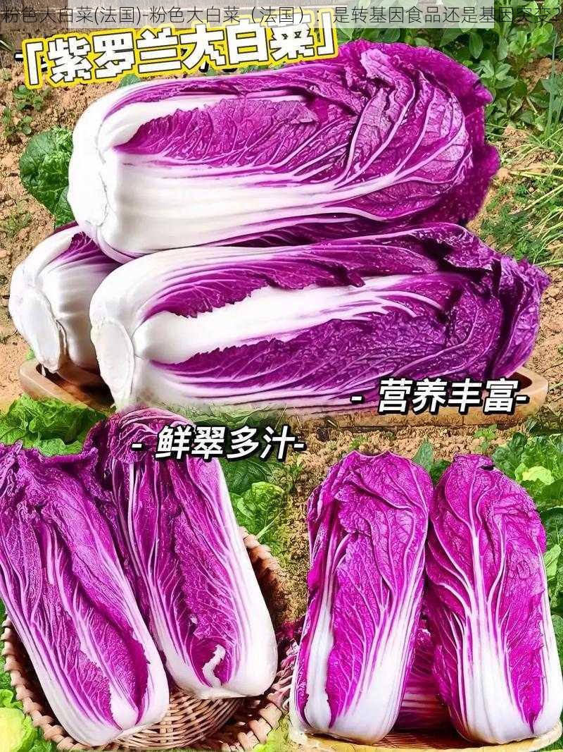 粉色大白菜(法国)-粉色大白菜（法国）：是转基因食品还是基因突变？