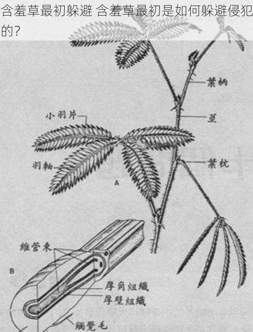 含羞草最初躲避 含羞草最初是如何躲避侵犯的？