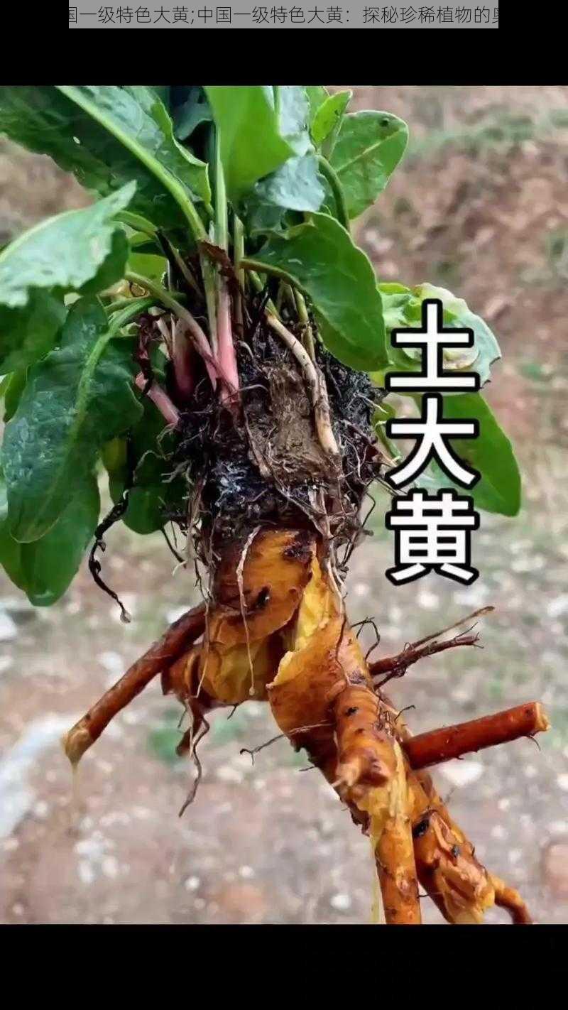 中国一级特色大黄;中国一级特色大黄：探秘珍稀植物的奥秘