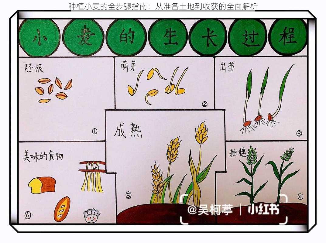 种植小麦的全步骤指南：从准备土地到收获的全面解析