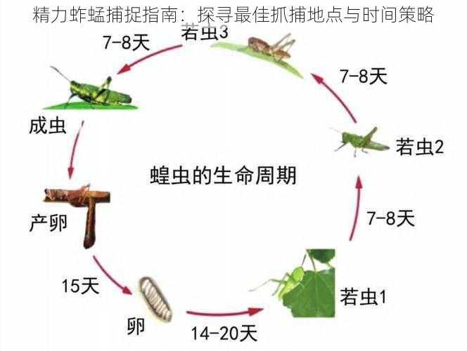 精力蚱蜢捕捉指南：探寻最佳抓捕地点与时间策略