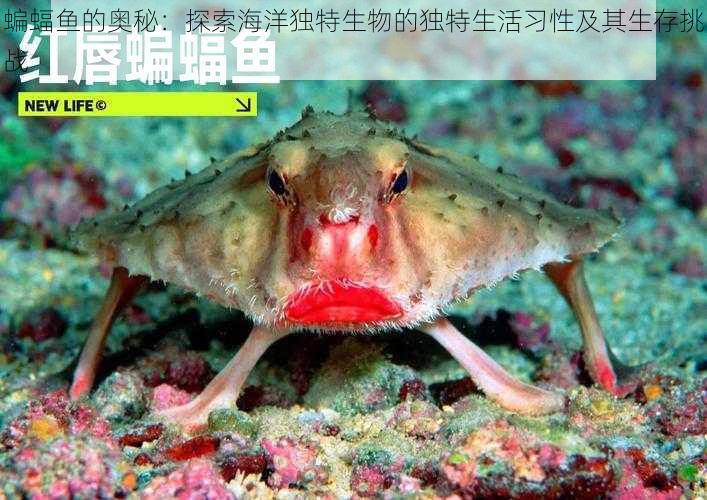 蝙蝠鱼的奥秘：探索海洋独特生物的独特生活习性及其生存挑战